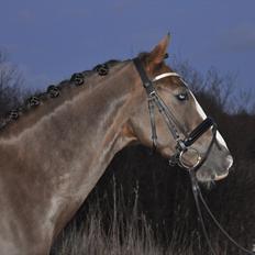 New Forest Gulliver V