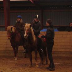 Islænder Disa Fra Fruehøj