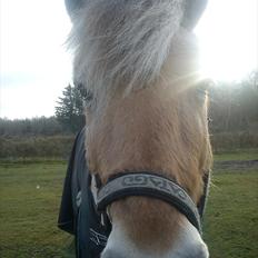 Fjordhest Conrad
