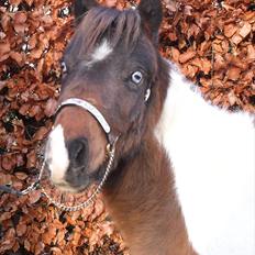 Amerikansk Miniature Teglmosens Afrodite West