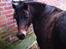 DSP Starhorse  line "fellini"