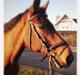 Trakehner Fast