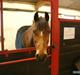 Welsh Pony (sec B) Palør Welsh