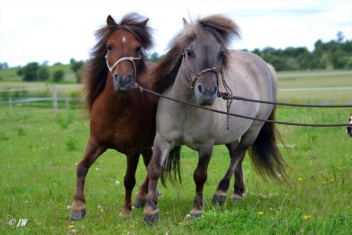 Shetlænder Vadehavets Cendi de Luxe - Cendi og Napoleon i synkron-show-øvelse billede 3