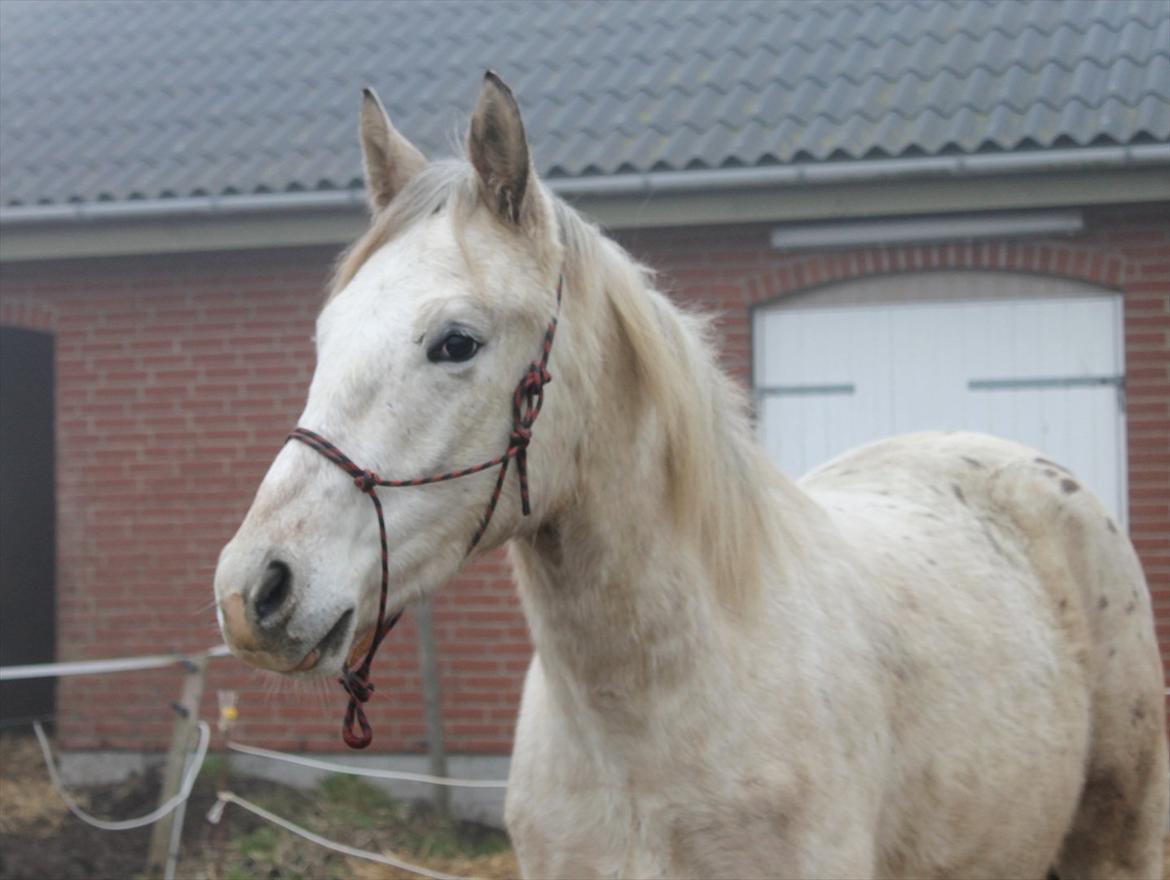 Anden særlig race Royal Z Surprise billede 20