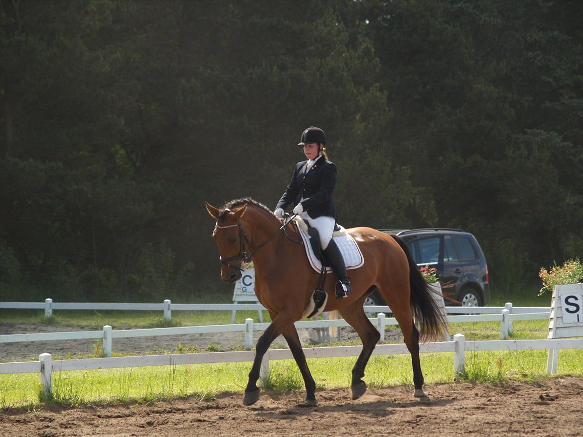 Dansk Varmblod Topclass Louis Vuitton billede 15