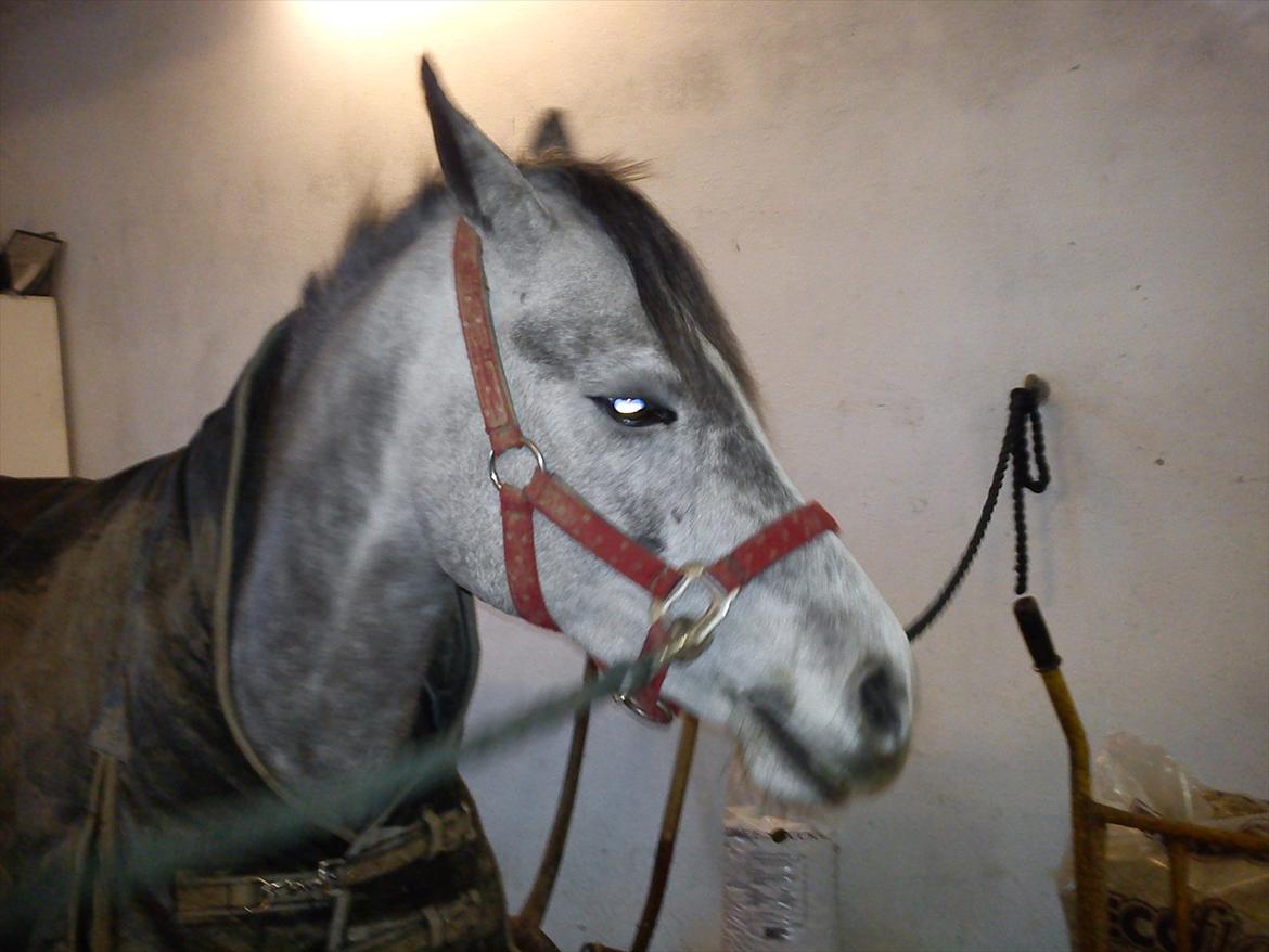 Tysk Sportspony Mille [Tidl låne pony] - Da jeg var ude og prøve min lille baby! :D
Taget:
30/12-11 billede 1