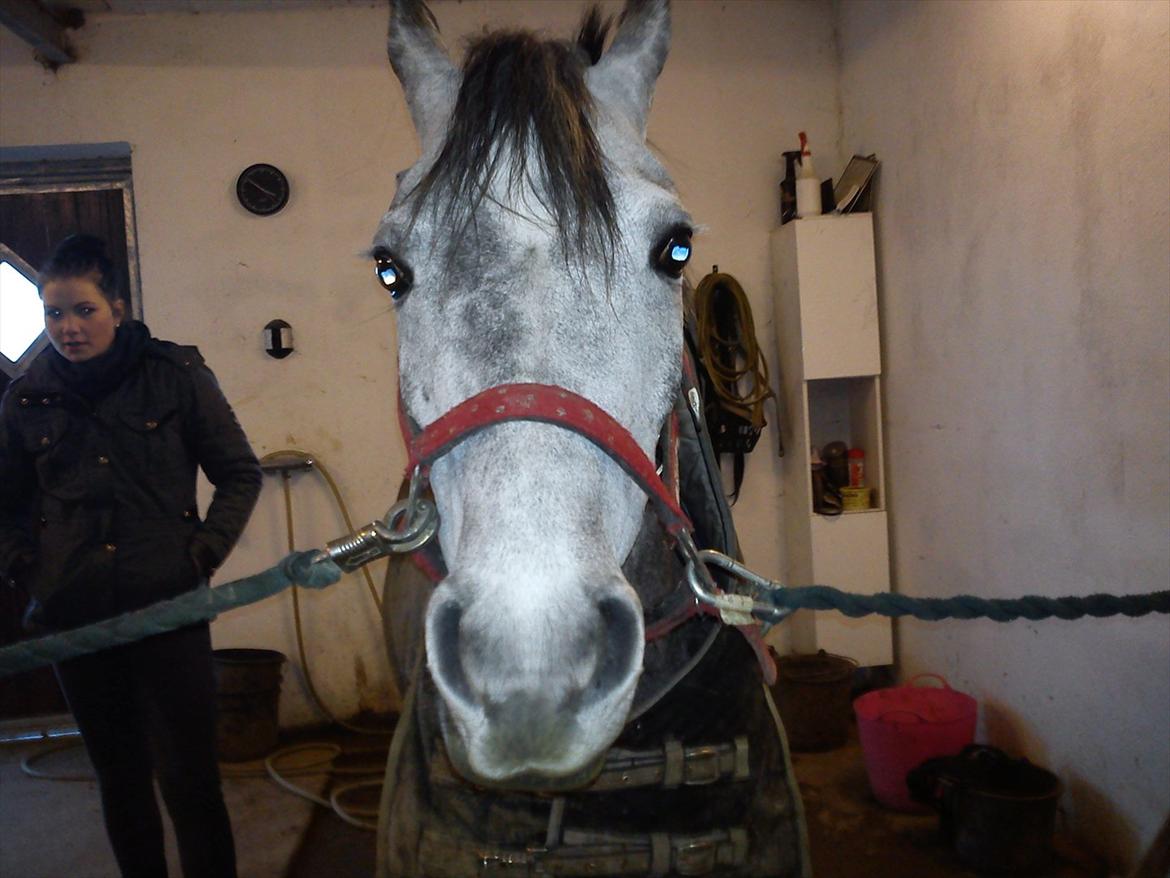 Tysk Sportspony Mille [Tidl låne pony] - Har du nogen god bider? C:
Taget
30/12-11 billede 4