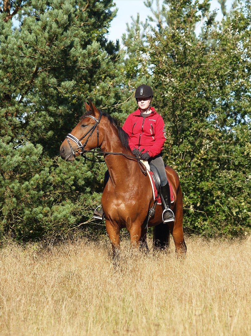 Dansk Varmblod Topclass Louis Vuitton billede 18