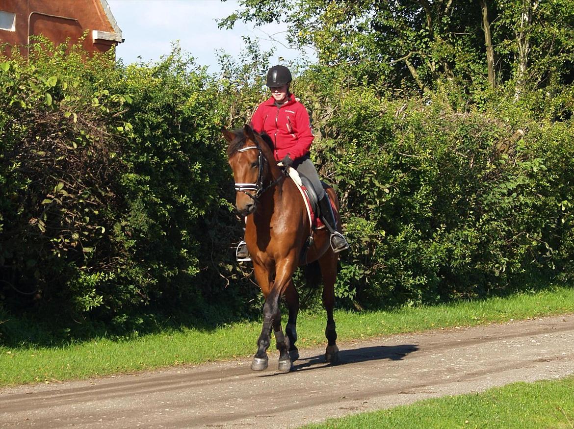 Dansk Varmblod Topclass Louis Vuitton billede 19