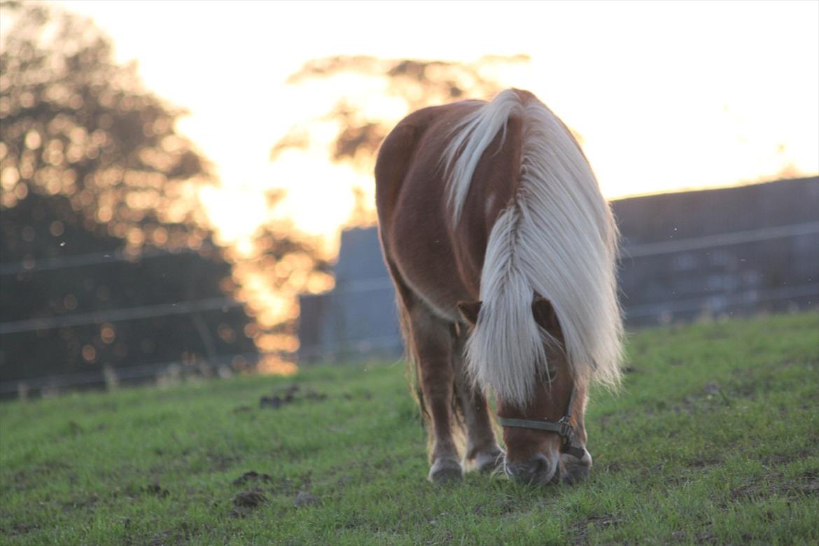 Shetlænder Caramel billede 2