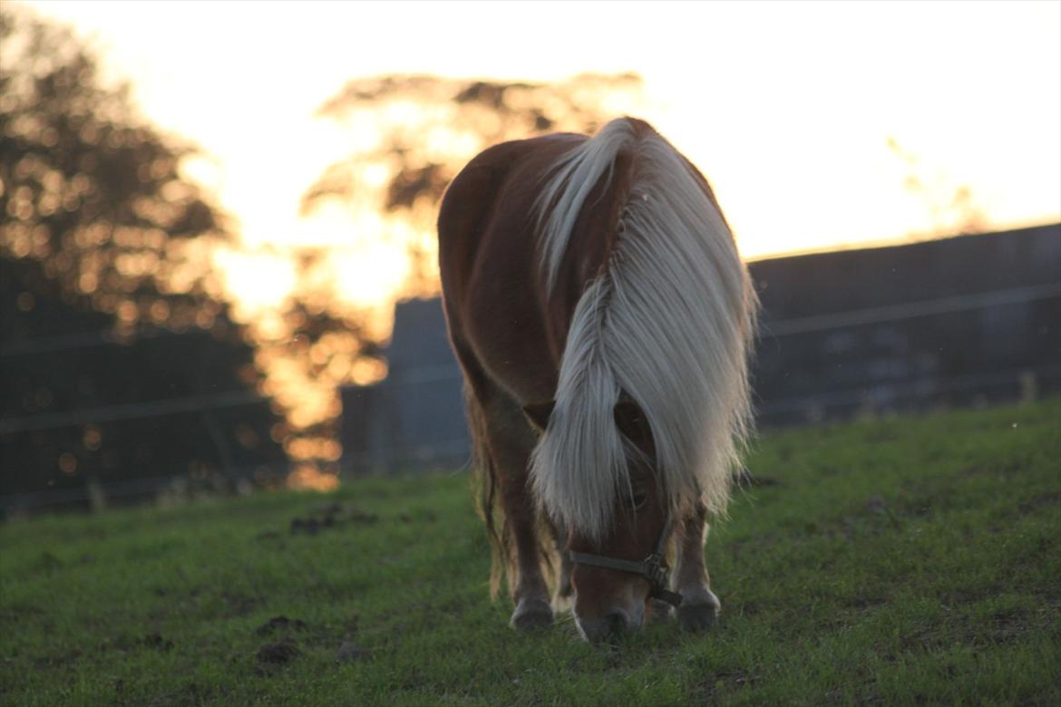 Shetlænder Caramel billede 3