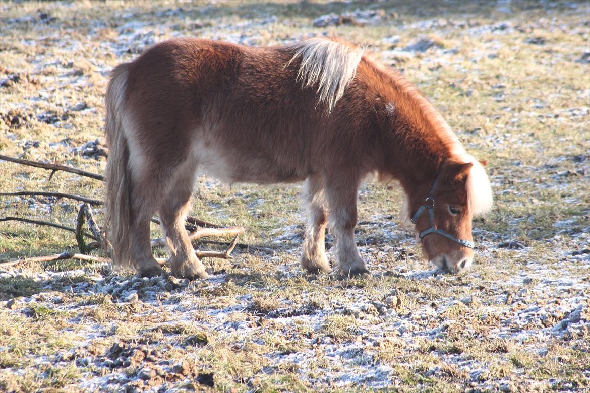 Shetlænder Caramel billede 4