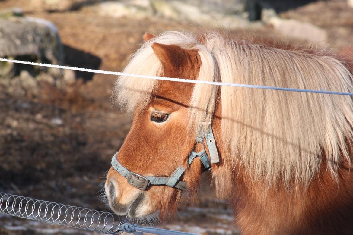 Shetlænder Caramel billede 5