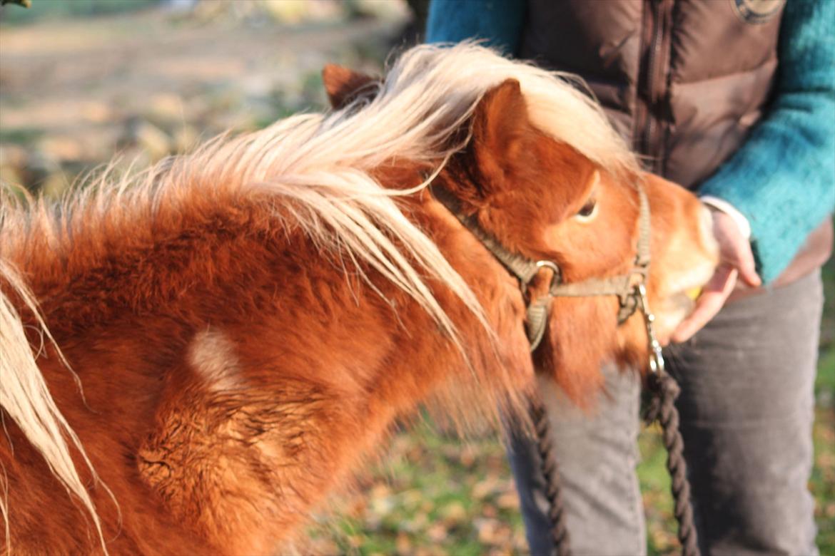 Shetlænder Caramel billede 11