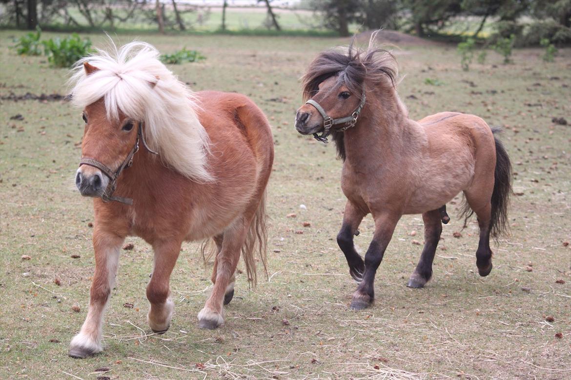 Shetlænder Caramel billede 14