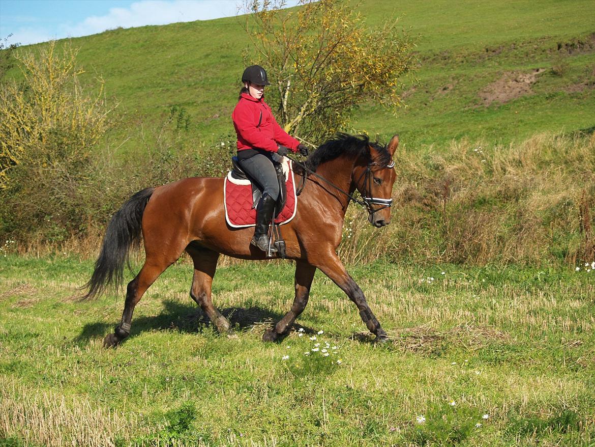 Dansk Varmblod Topclass Louis Vuitton billede 20