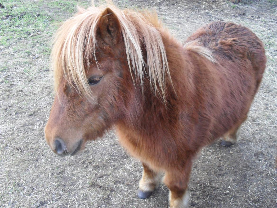 Miniature Rasmus  - Velkommen til Rasmus profil 
Håber i vil tage godt imod ham ;-D billede 1