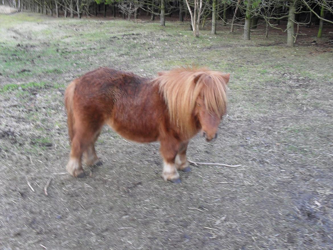 Miniature Rasmus  billede 2