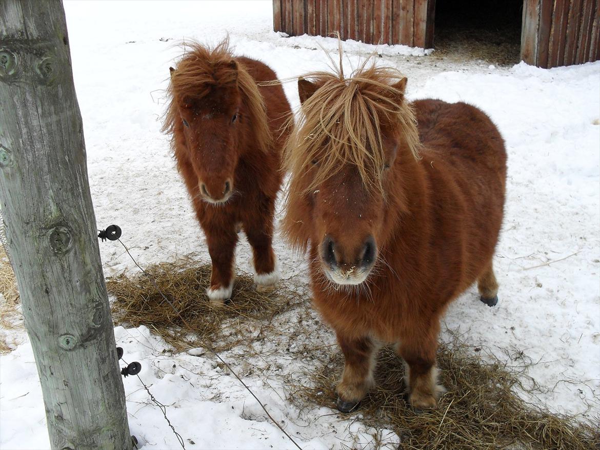 Miniature Rasmus  billede 3