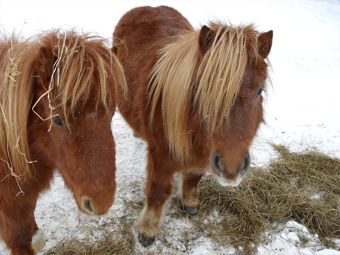 Miniature Rasmus  billede 4