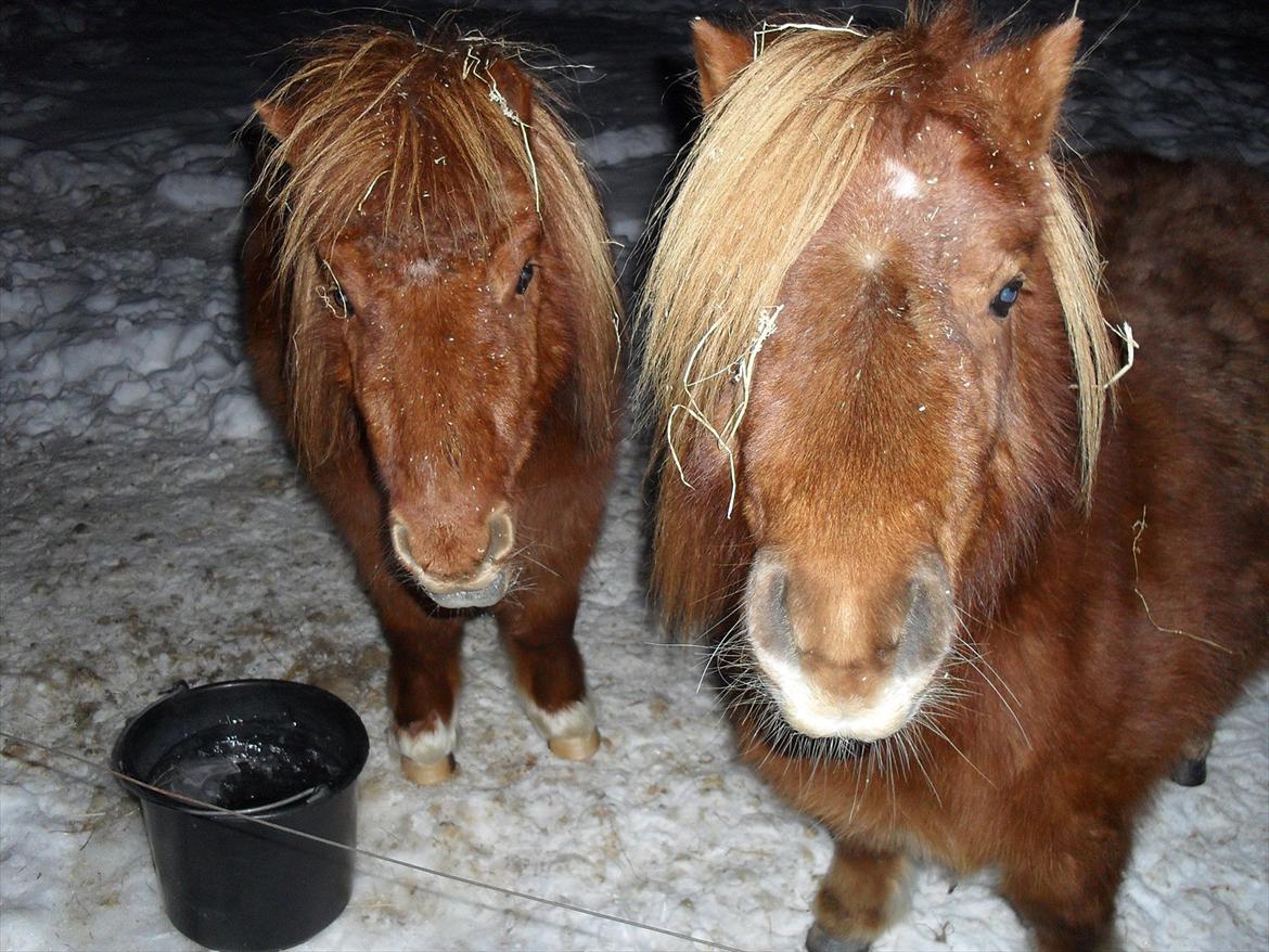 Miniature Rasmus  billede 5