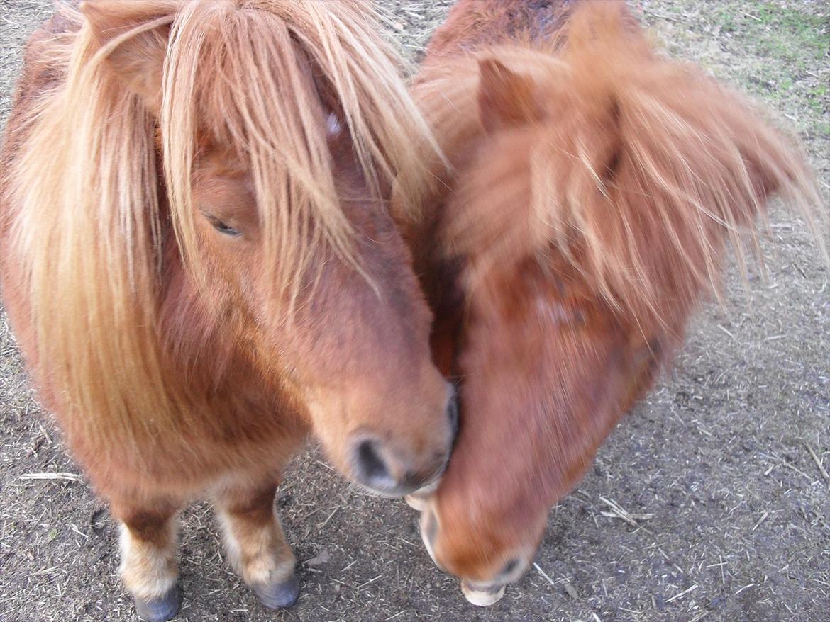 Miniature Rasmus  billede 6