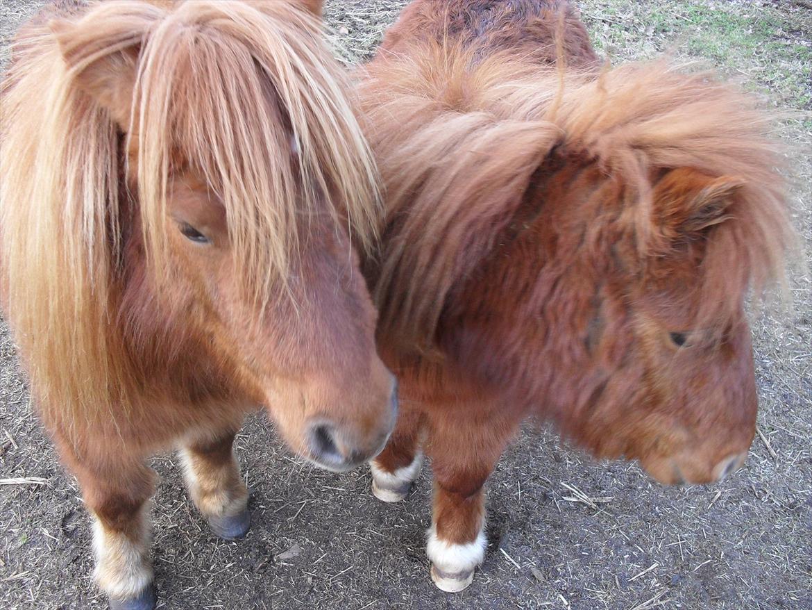 Miniature Rasmus  billede 7