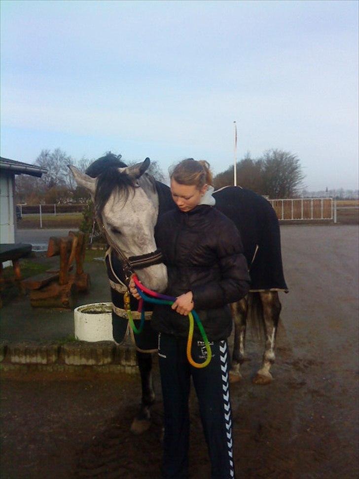 Holstener Armstrong ( Min bedste ven) <3 billede 8