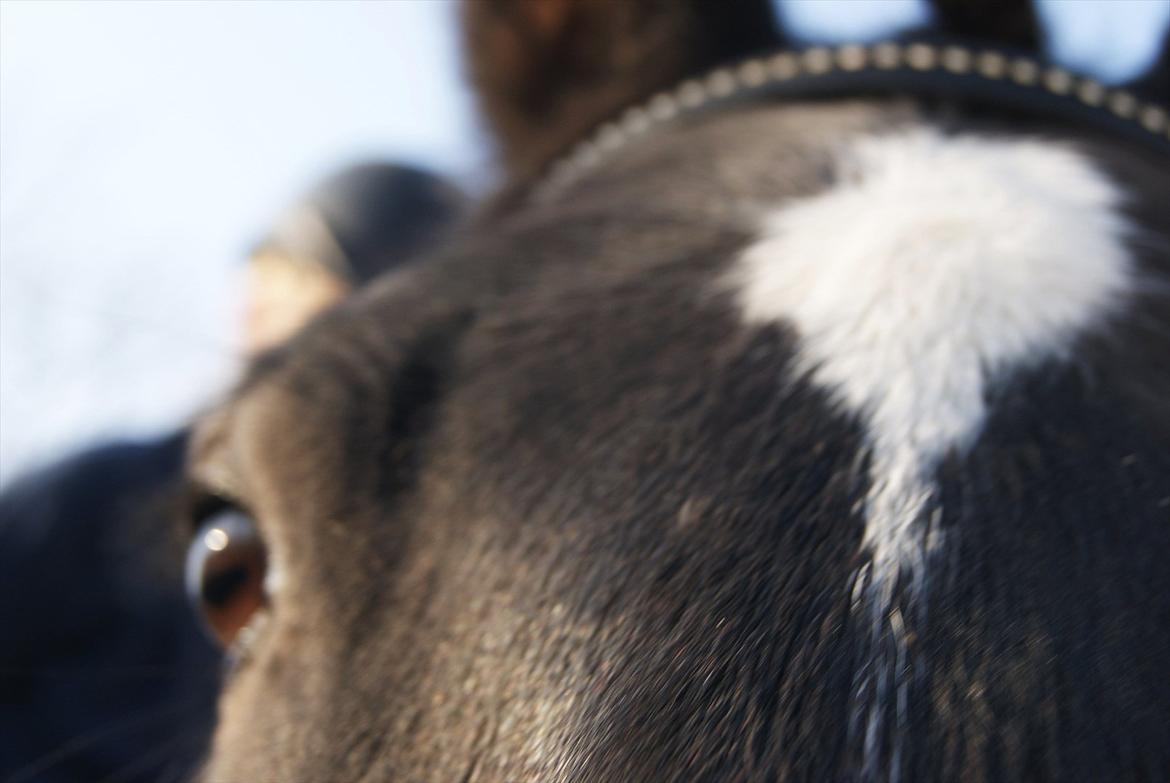 Anden særlig race Irish Fantasy - <3 billede 4