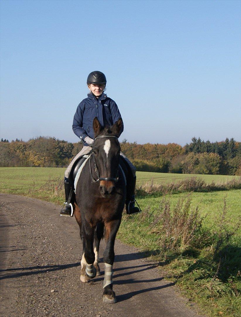 Anden særlig race Irish Fantasy - På tur :-))) billede 6