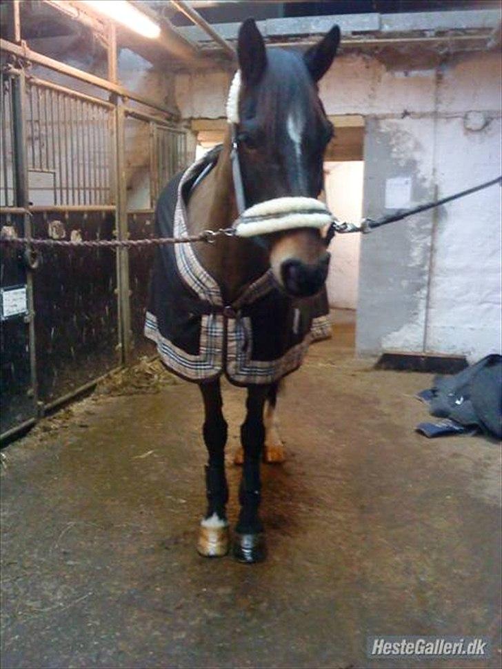 Anden særlig race Irish Fantasy billede 9