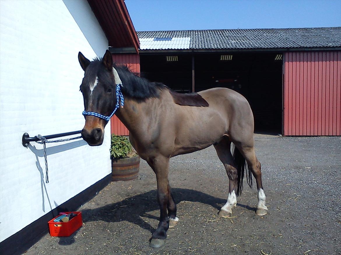 Anden særlig race Irish Fantasy billede 10