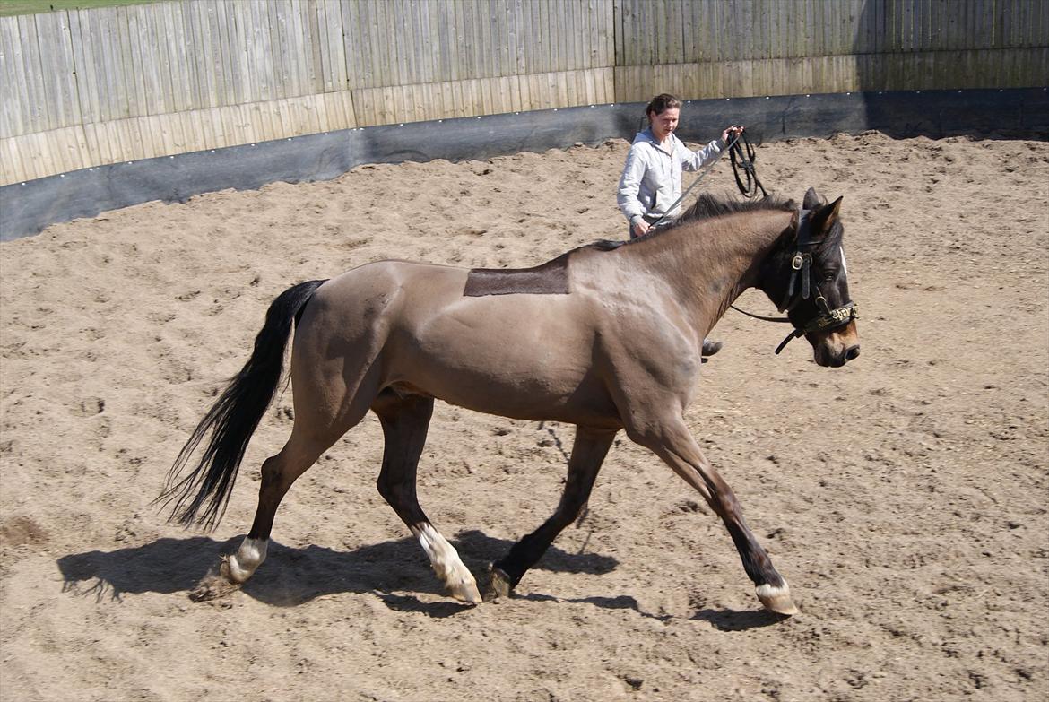 Anden særlig race Irish Fantasy billede 11