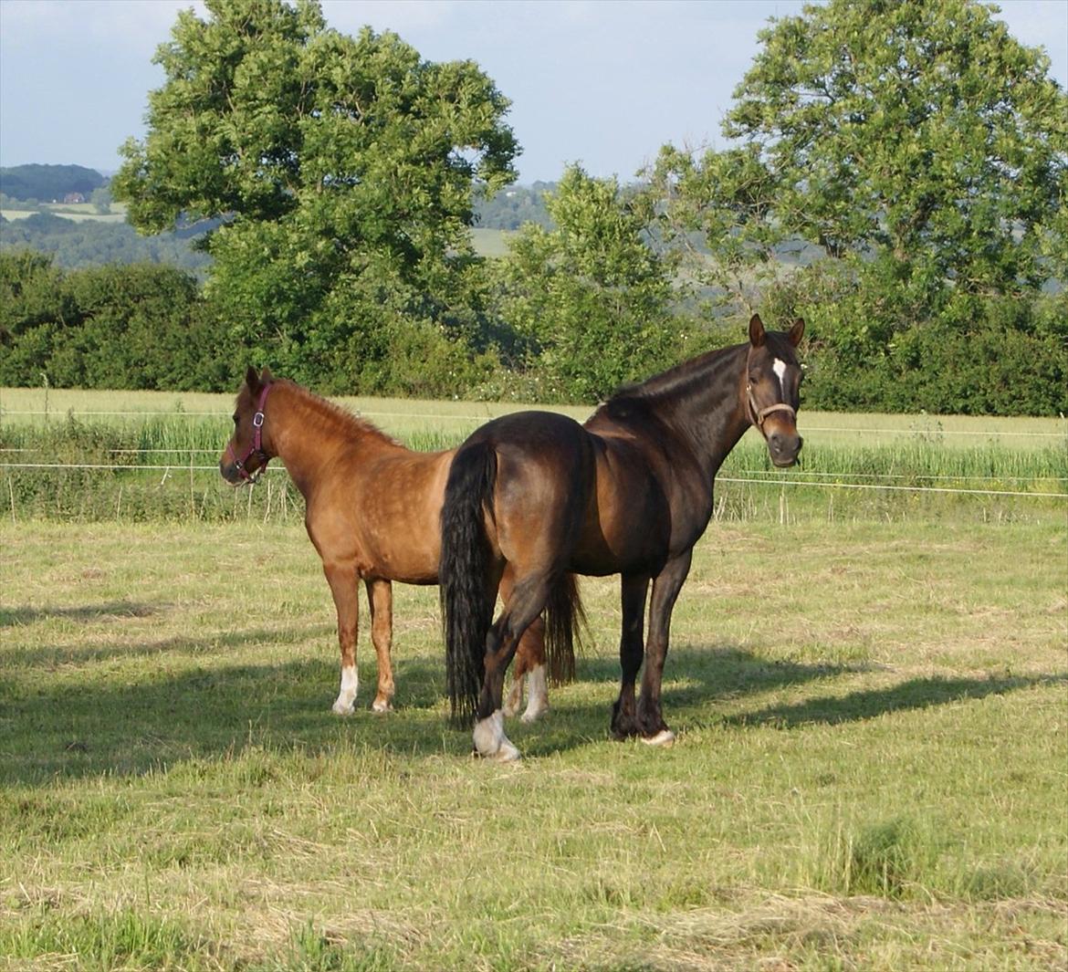 Anden særlig race Irish Fantasy billede 12