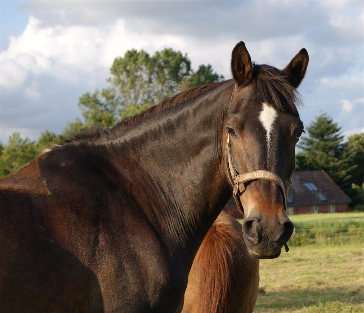 Anden særlig race Irish Fantasy billede 1
