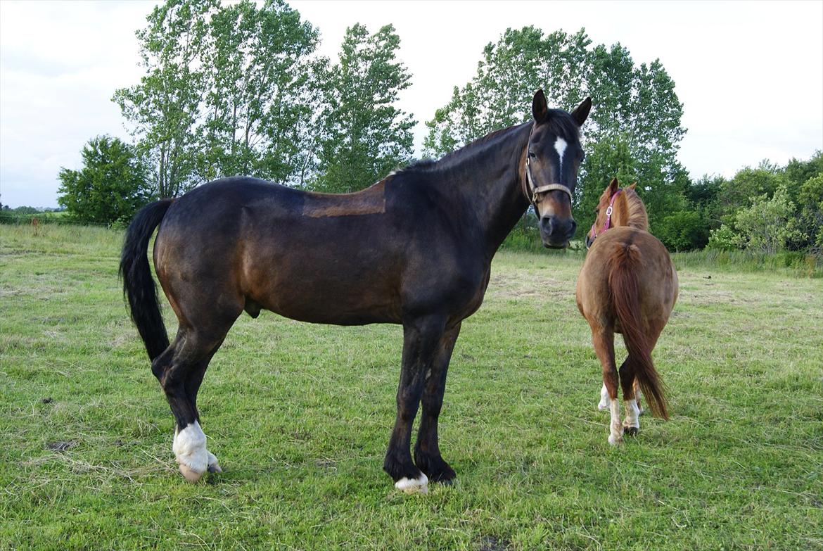 Anden særlig race Irish Fantasy billede 13