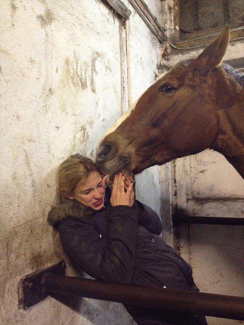 Trakehner Holmegårdens Sultana billede 2