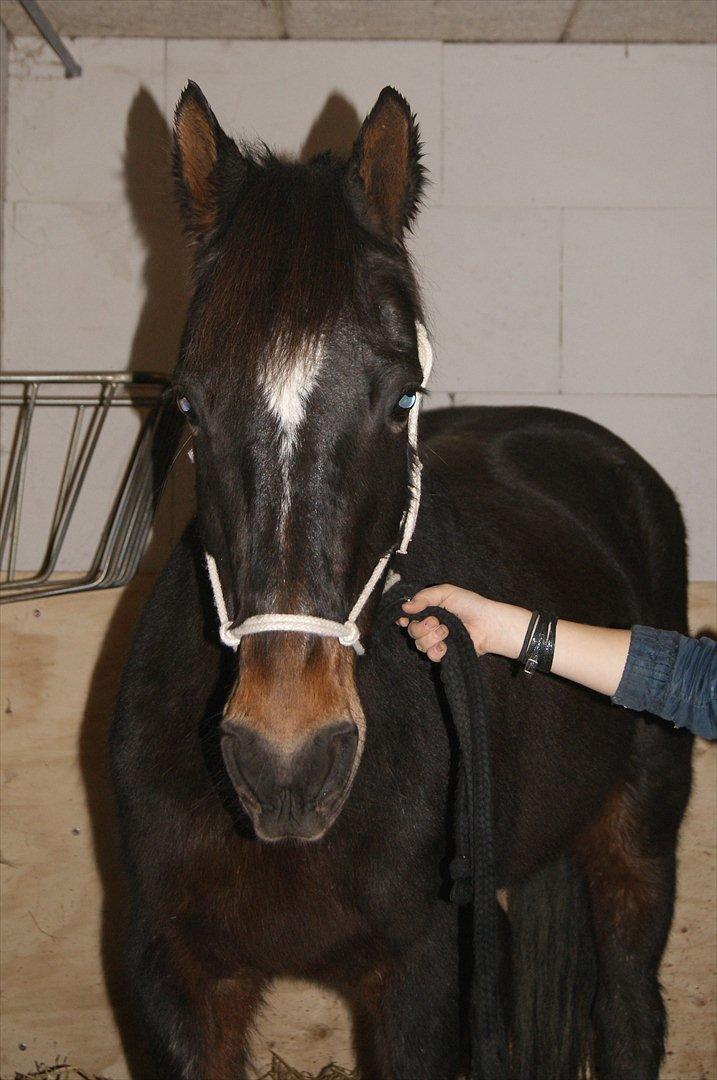 Anden særlig race Irish Fantasy billede 14