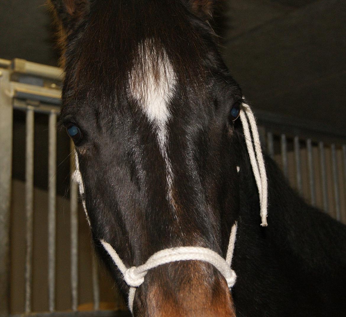 Anden særlig race Irish Fantasy billede 15