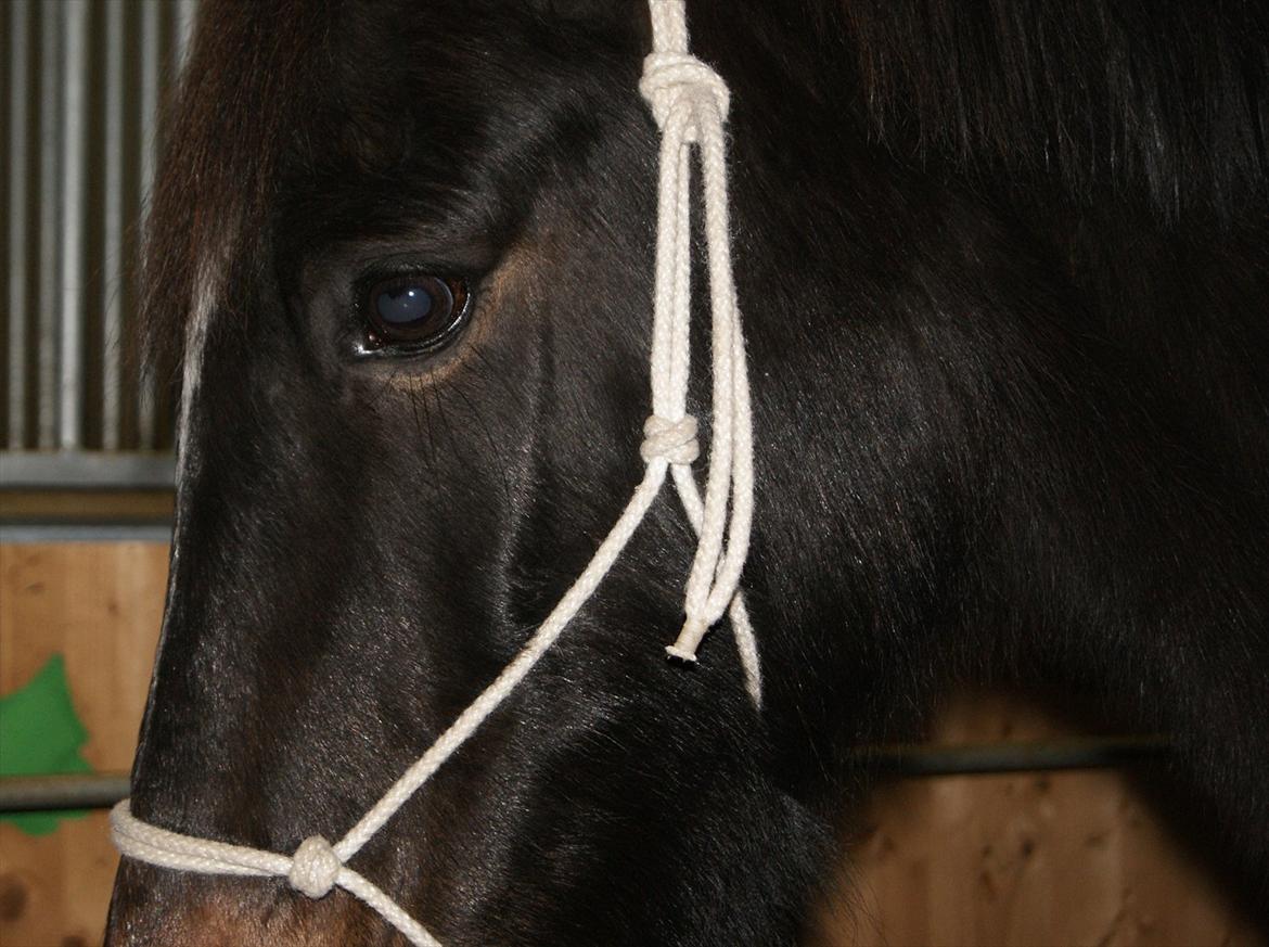 Anden særlig race Irish Fantasy billede 17