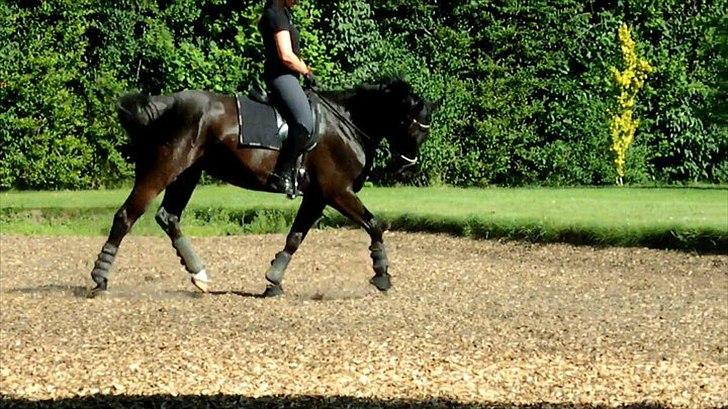 Trakehner Sternberg E - Da vi var ude og kigge på ham - sommer 2011 billede 2
