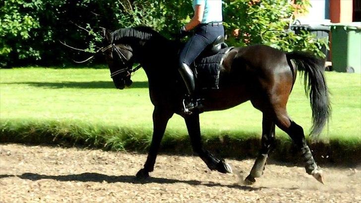 Trakehner Sternberg E - Da vi var ude og kigge på ham - sommer 2011 billede 3