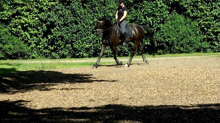 Trakehner Sternberg E - Da vi var ude og kigge på ham - sommer 2011 billede 4