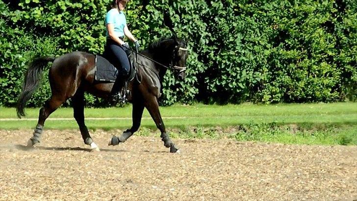 Trakehner Sternberg E - Da vi var ude og kigge på ham - sommer 2011 billede 5