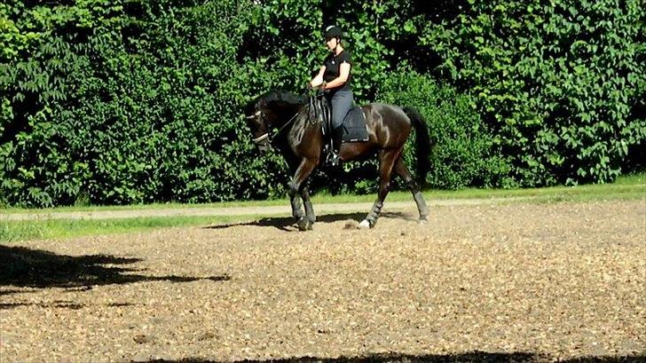 Trakehner Sternberg E - Da vi var ude og kigge på ham - sommer 2011 billede 6