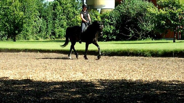 Trakehner Sternberg E - Da vi var ude og kigge på ham - sommer 2011 billede 7