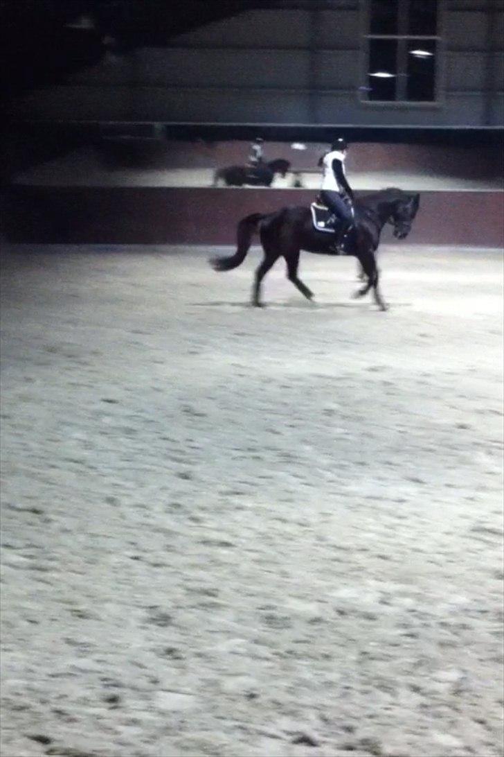 Trakehner Sternberg E - Klimt fra en time - vinter 2012 billede 8