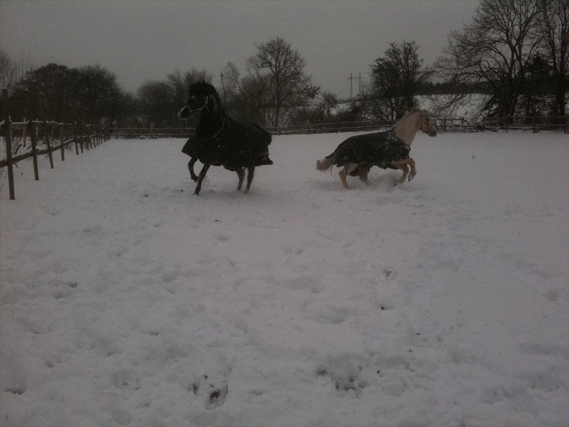 New Forest Niobe Hippios billede 5