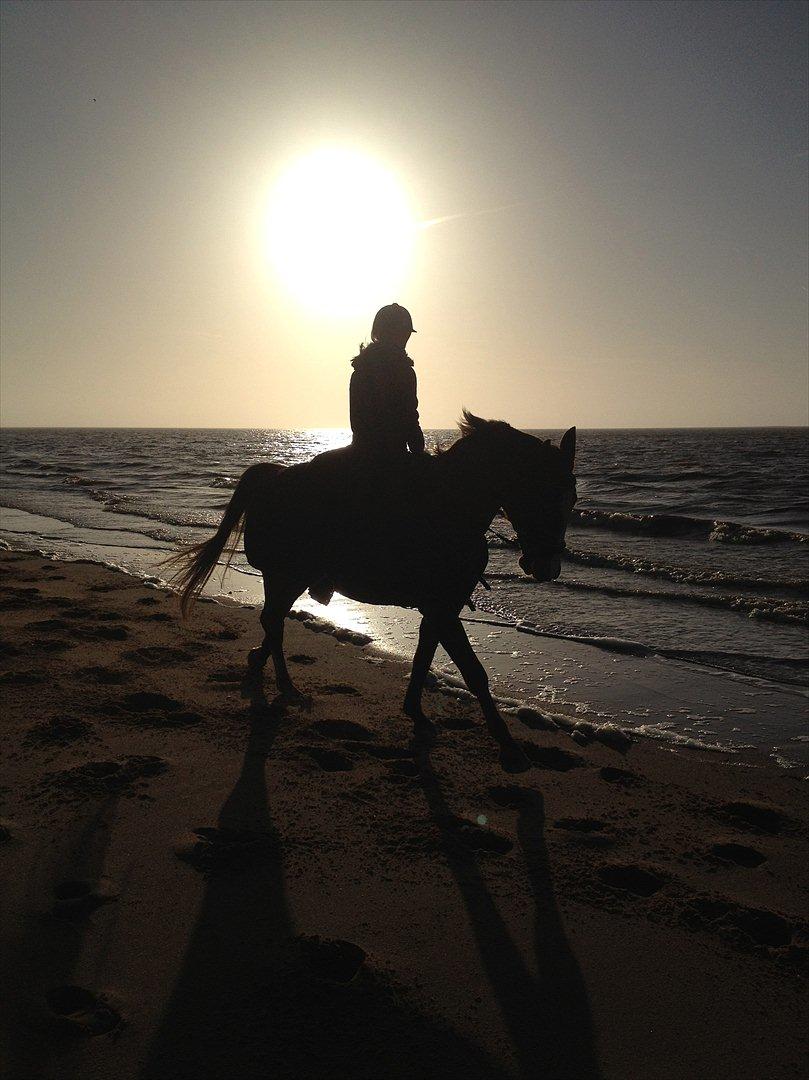 Trakehner Holmegårdens Sultana billede 4